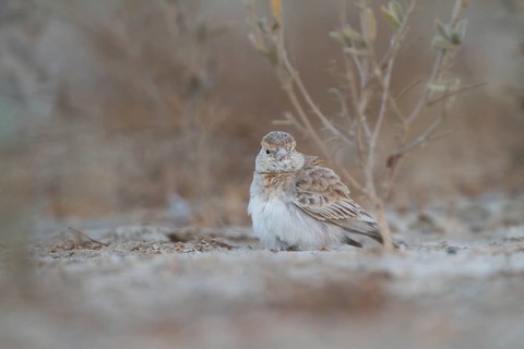 White-crowned Sparrowlark - Weissstirnlerche - Eremopterix nigriceps ssp. melanauchen, Sultanate of