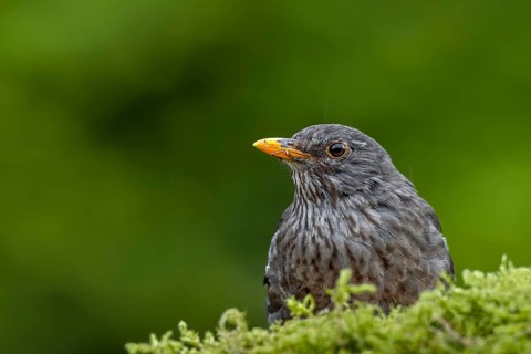 Before the female blackbird (Turdus merula) starts collecting moss for the nest, she has to exclude