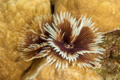 Indian Feather Duster Worm (Sabellastarte splendidus), Pacific Ocean