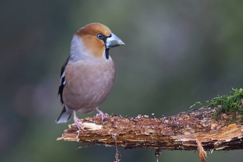 Hawfinch (Coccothraustes coccothraustes) male perched on a branch, North Rhine-Westphalia, Germany