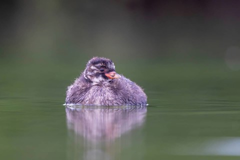 Little Grebe (Tachybaptus ruficollis) chick, North Rhine-Westphalia, Germany