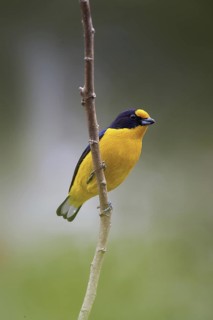 Violaceous Euphonia (Euphonia violacea) male, Atlantic rainforest, Brazil