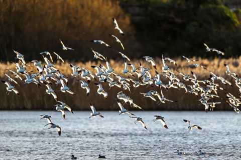 Pied Avocet, Recurvirostra avosetta, birds in flight over winter marshes, Devon, England, United