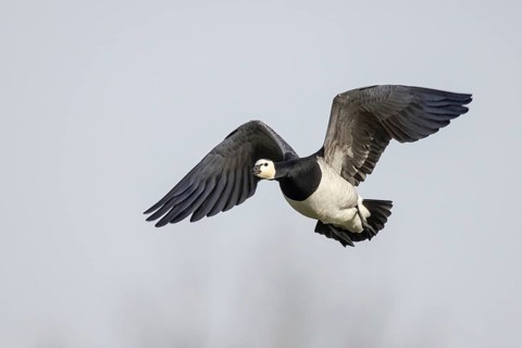 Barnacle Goose (Branta leucopsis) flying, Netherlands