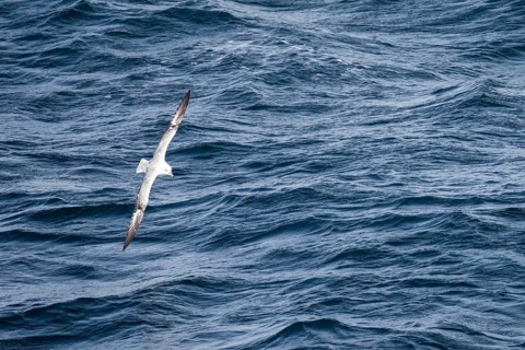 Silver Petrel (Fulmarus glacialoides), single bird in gliding flight over moving sea surface, South