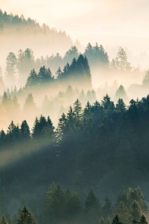 Fog and forest in Oberägeri in the canton of Zug, Switzerland