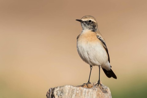 Desert Wheatear (Oenanthe deserti homochroa) male, Eilat, Israel