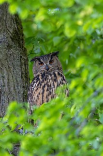 Eurasian eagle-owl, European eagle-owl (Bubo bubo) adult perched in tree in broad-leaved forest in