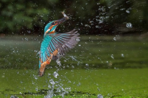 Common Kingfisher (Alcedo atthis) male fishing, Lower Saxony, Germany