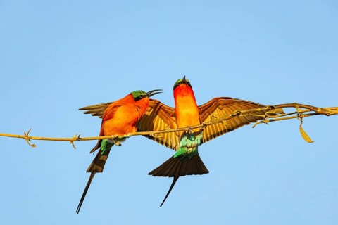 Carmine Bee-eater (Merops nubicus) Courtship behavier South Luangwa NP Zambia August