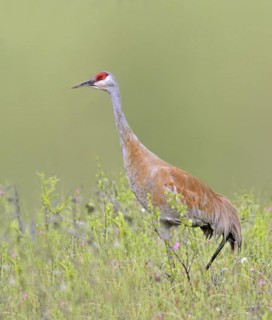 Sandhill Crane (Antigone canadensis), Saskatchewan, Canada