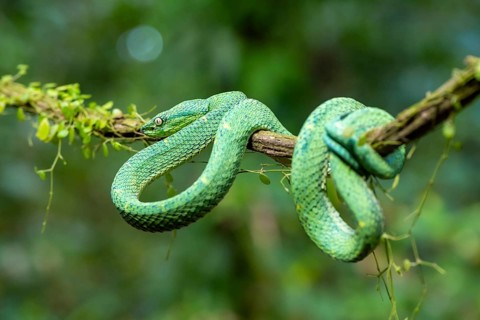 Bothriechis lateralis (Bothriechis lateralis), sitting on a branch, Heredia province, Costa Rica