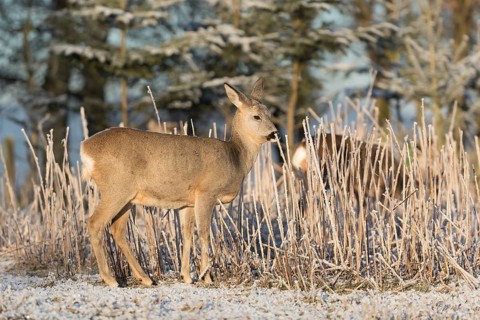 Roe deer standing in hoar frosted dead stinging nettle at minus 15 °C at sunrise. Trees and dead