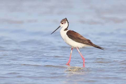 Black-winged Stilt (Himantopus himantopus) foraging in the shallow water of a lake shore, Wildlife,