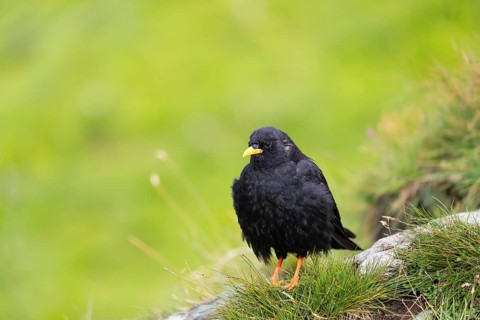 One young Alpine chough or yellow-billed chough (Pyrrhocorax graculus) stands on grass covered