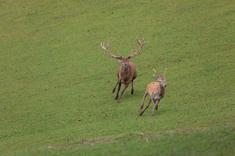 One Red Deer stag (Cervus elaphus) at the rutting season chasing away a young rival