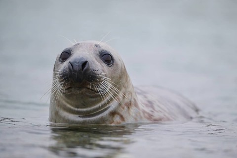 Grey seal (Halichoerus grypus) looking out of the water while swimming in the sea, Düne, Helgoland,
