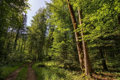 Forest path through light-flooded deciduous forest, forestry, summer, Mondseeland, Salzkammergut,