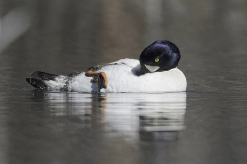 Barrow's Goldeneye (Bucephala islandica) male, British Columbia, Canada