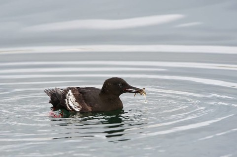 Black Guillemot (Cepphus grylle), Iceland