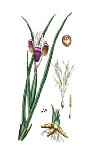 Iris tuberosa, Hermes finger, iris, digital reproduction of a historical model, between 1790 and