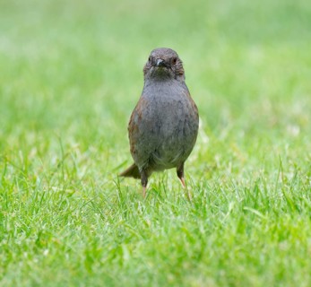 Dunnock (Prunella modularis) adult bird foraging on a lawn, Lower Saxony, Germany