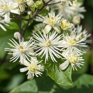 Clematis vitalba, Germany
