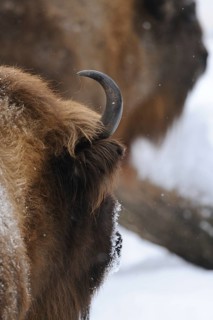 Rear view of a bison with horn and fur, surrounded by snow, bison (Bos bonasus), Bavarian Forest