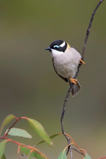 Black-chinned Honeyeater (Melithreptus gularis) perched on a branch, Victoria, Australia