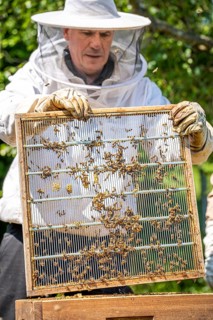 Beekeeper with bees, Black Forest, Gechingen, Germany