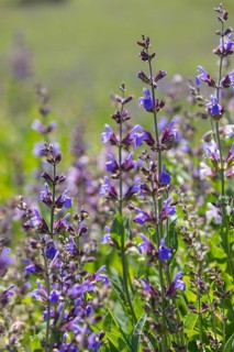 Inflorescence of sage (salvia officinalis)