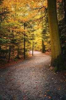 Winding path through the forest in autumn, Sommerberg, Bad Wildbad, Black Forest, Germany