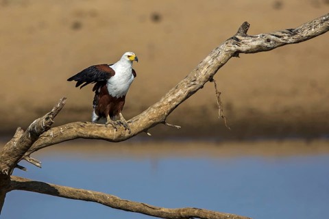 Black eagle sitting room, (Haliaeetus vocifer), Africa, Zambia, Zambia, biotope, habitat