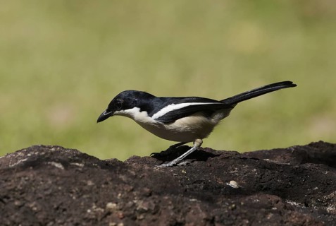Tropical Boubou (Laniarius major), Chobe, Botswana