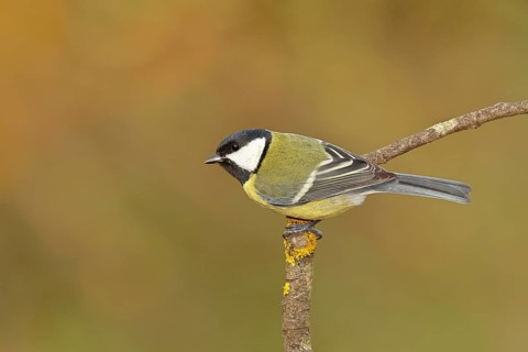 Great tit (Parus major), sitting on a branch, Wilnsdorf, North Rhine-Westphalia, Germany