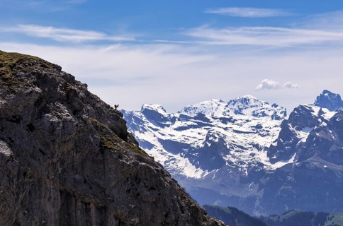 Alpine ibex (Capra ibex), summit donkey, Pilatus Kulm mountain station, in front of Swiss mountain