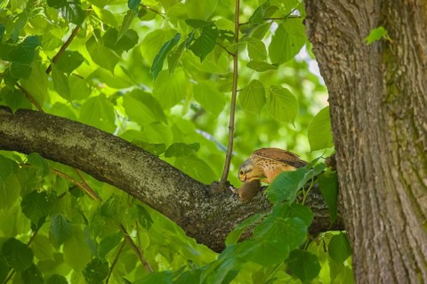 A common kestrel (Falco tinnunculus) with his prey a European hamster (Cricetus cricetus) sits on a