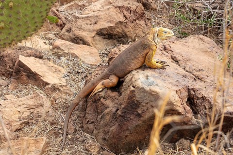 Drusenkopf (Conolophus subcristatus), Santa Cruz, Galapagos, Ecuador