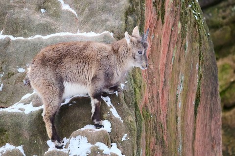 Alpine ibex (Capra ibex) youngster in winter, snow, Bavaria, Germany