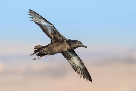 Sooty Shearwater (Ardenna grisea) flying, Eilat, Israel