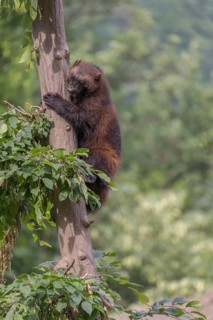 One wolverine, (Gulo gulo), climbing up high in a tree. Some green trees in the background