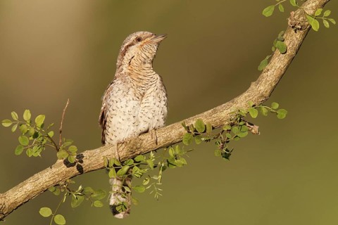 Eurasian Wryneck (Jynx torquilla), Brandenburg, Germany