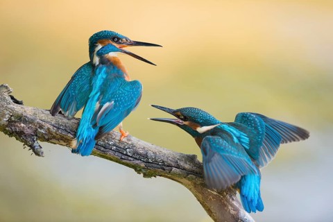 Common Kingfisher (Alcedo atthis) juveniles fighting, North Rhine-Westphalia, Germany