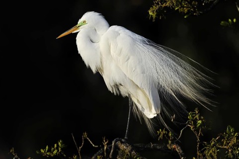 Great White Egret (Ardea alba, Casmerodius albus, Egretta alba), Everglades National Park, Florida,