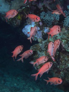 White-fringed soldierfish (Myripristis murdian)