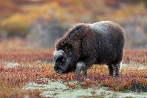 A musk ox calf (Ovibos moschatus) in the autumnal colours of the Norwegian tundra, baby animals,
