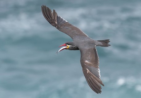 Inca Tern (Larosterna inca) flying with fish prey in its beak, Valparaiso, Chile