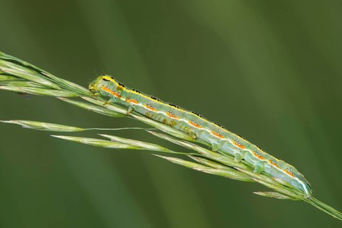 Caterpillar of the grey woodland owl (Xylena exsoleta), Kaiserstuhl region, Baden-Württemberg,