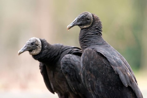 Black Vulture (Coragyps atratus)