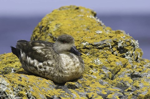 Crested Duck (Lophonetta specularioides), Falkland Islands